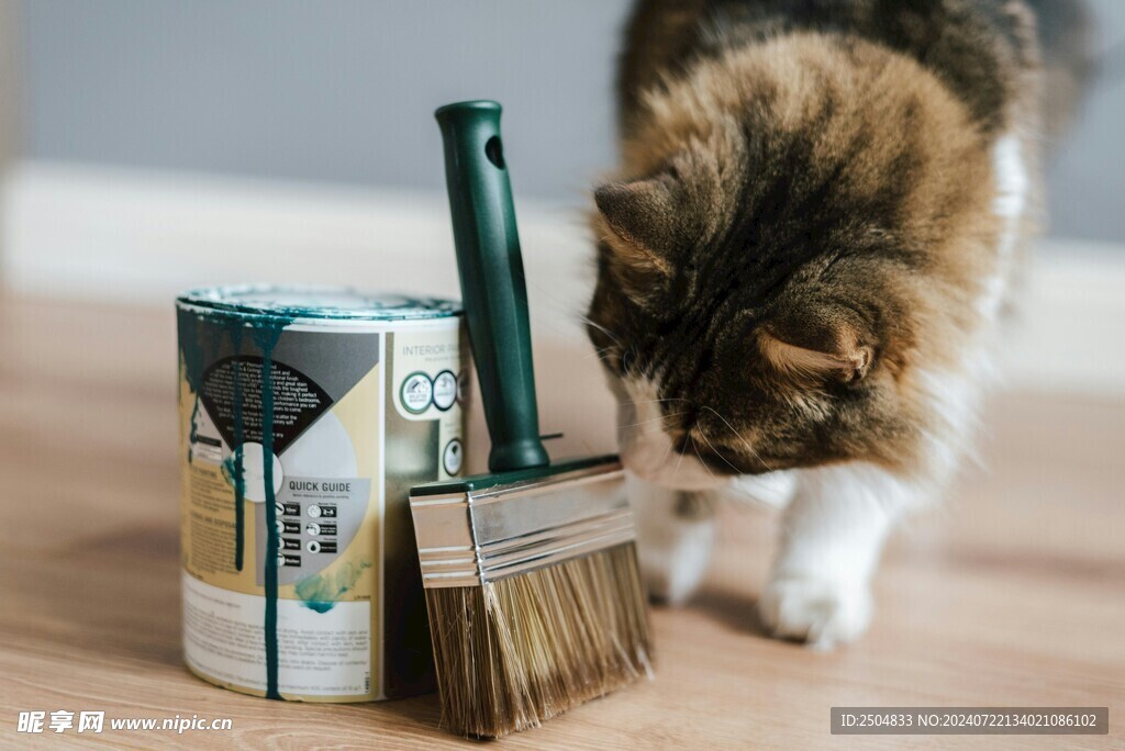 猫