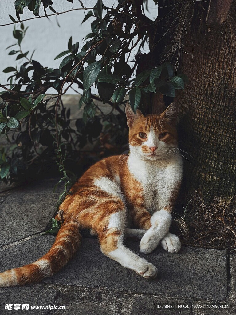 猫