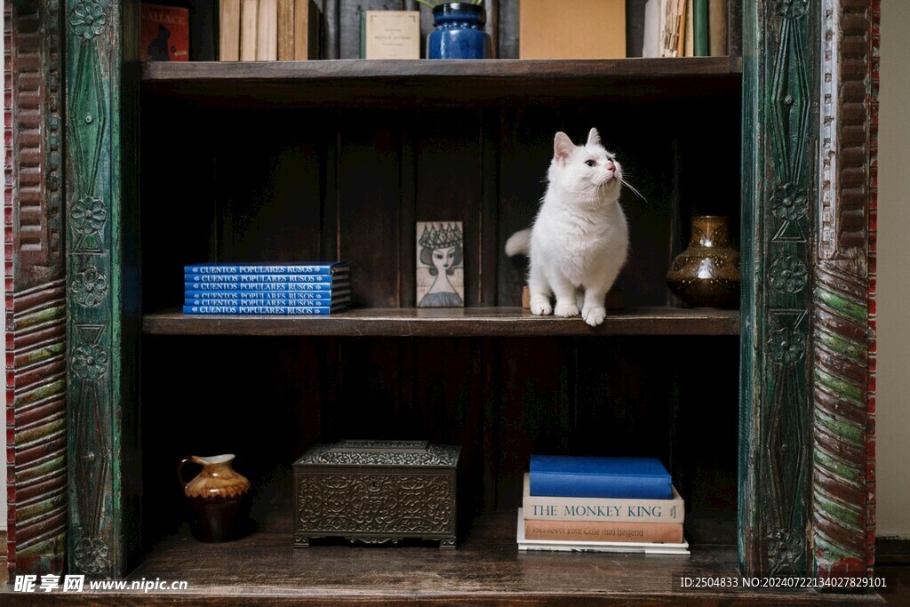 猫
