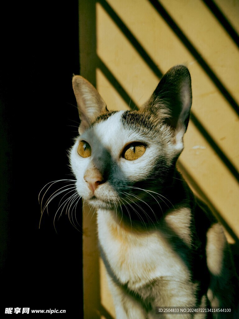 猫