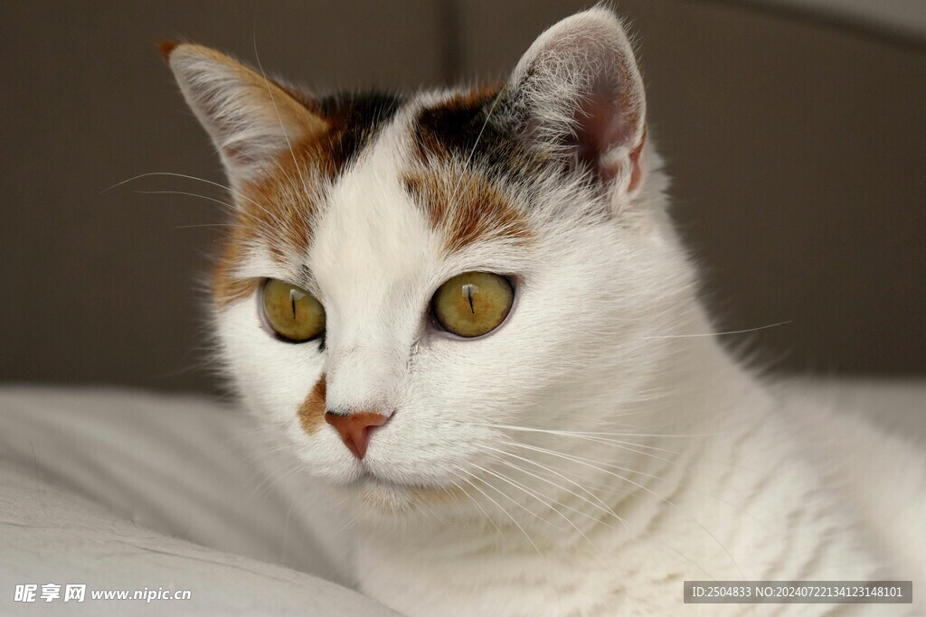 猫