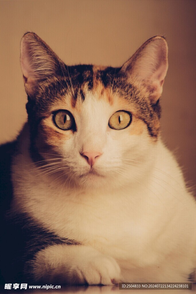 猫