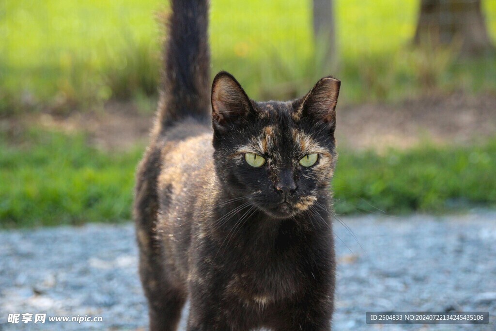 猫