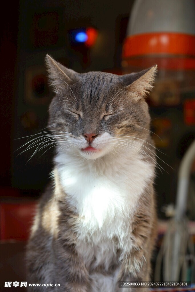 猫