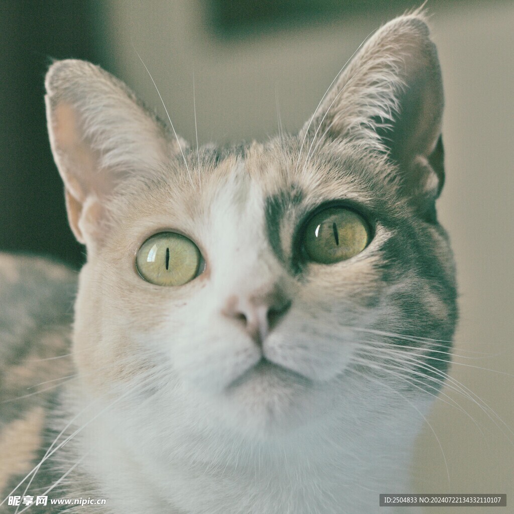 猫