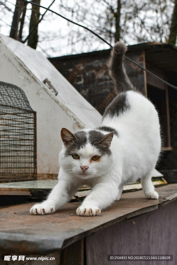 猫