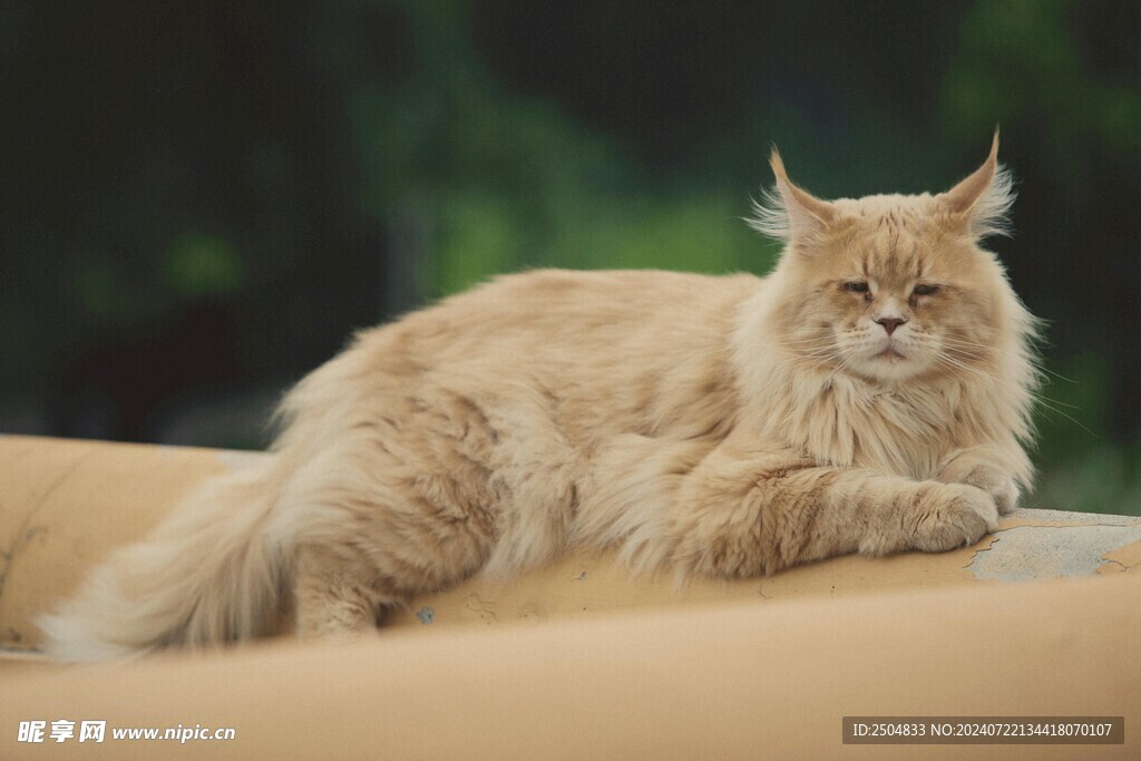 猫