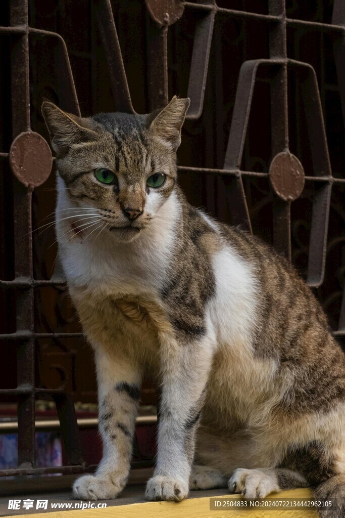 猫