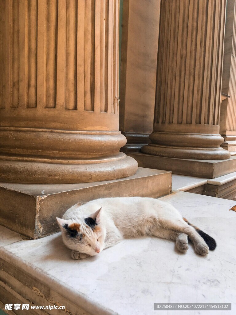 猫