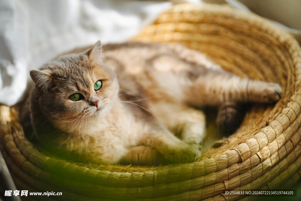 猫