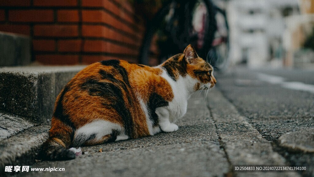 猫