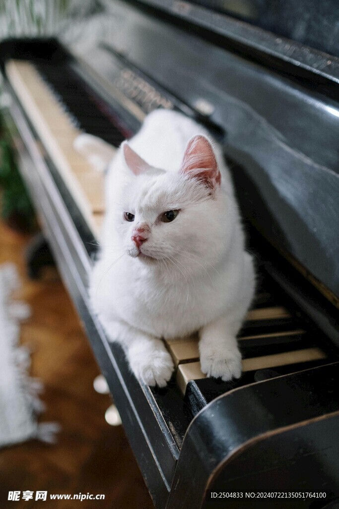 猫
