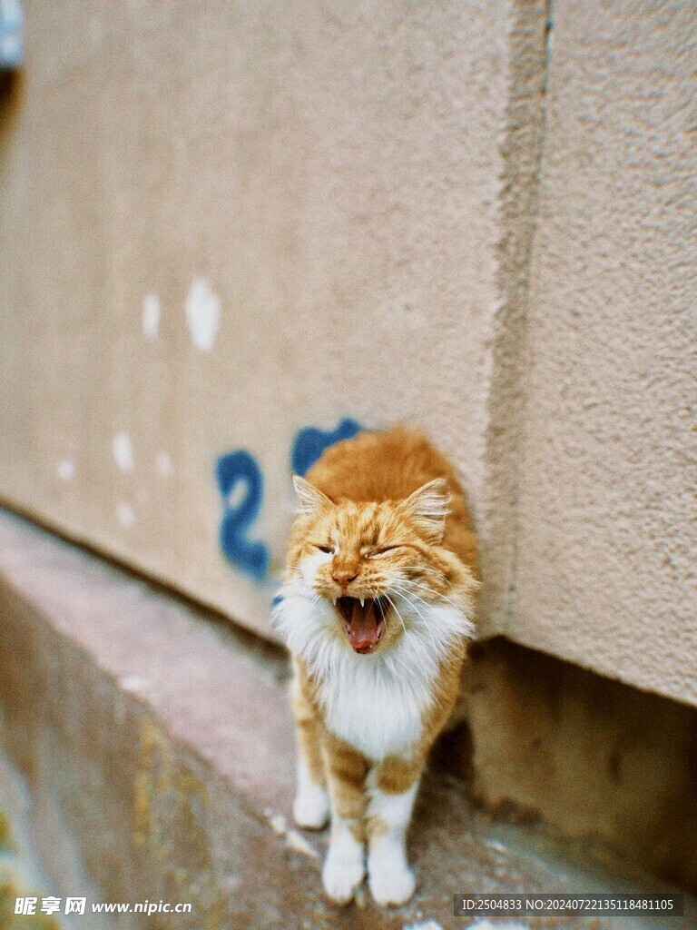 猫