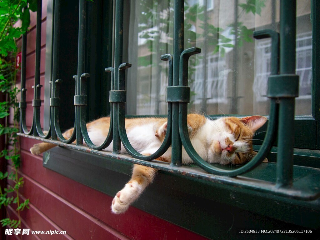 猫