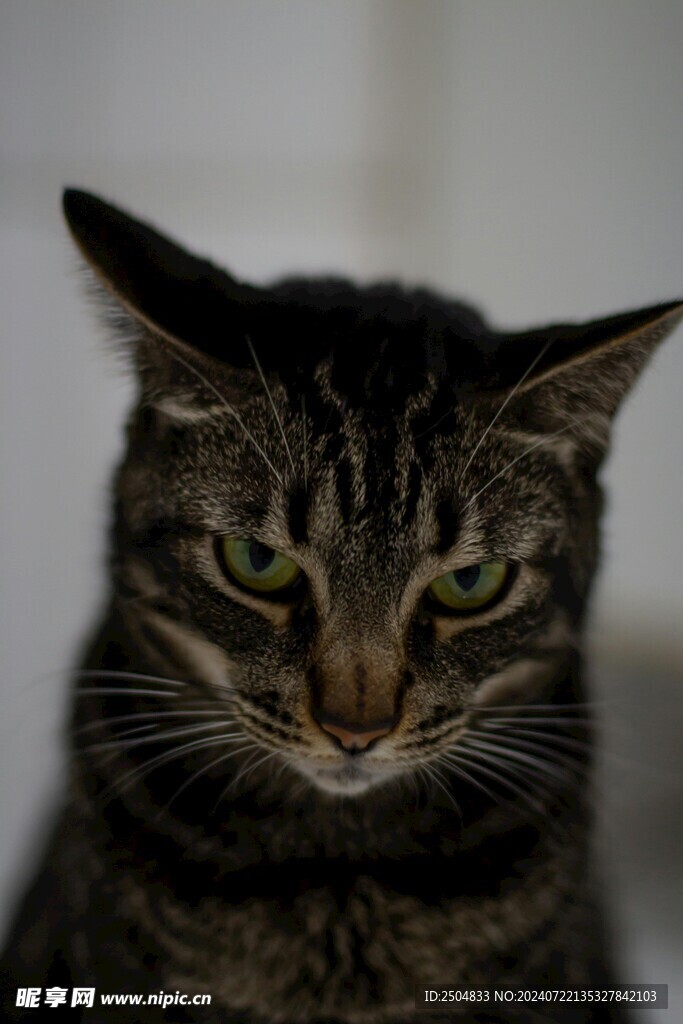 猫