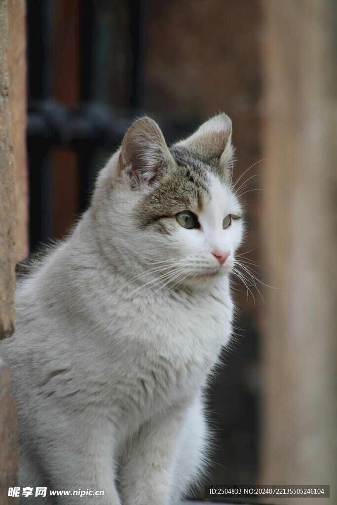 猫