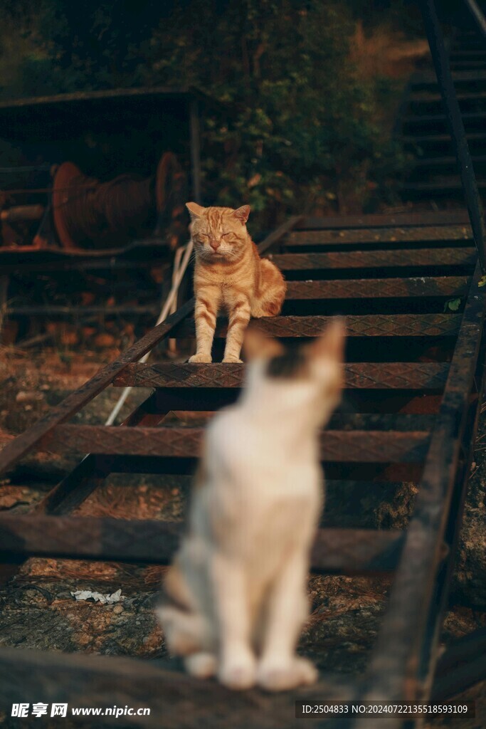 猫