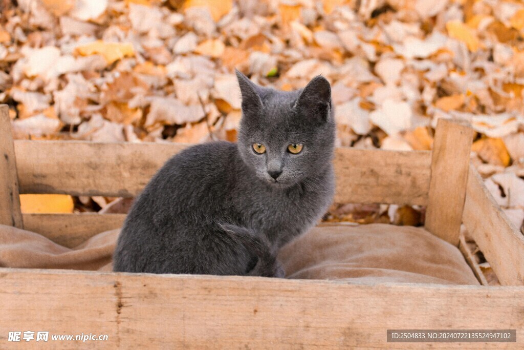 猫