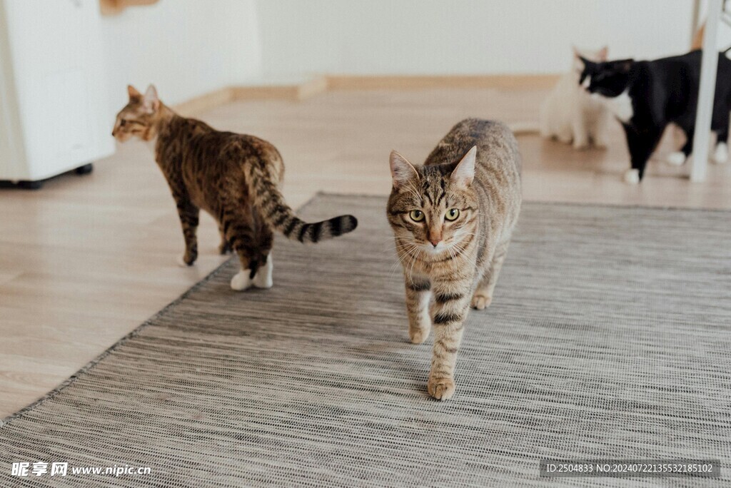 猫