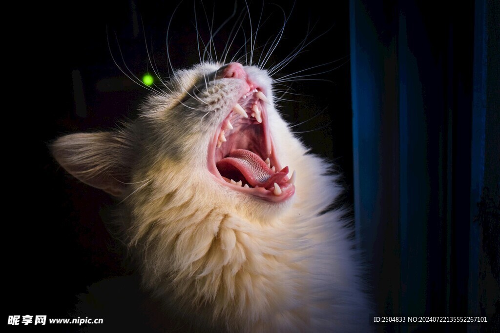 猫