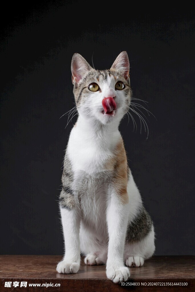 猫