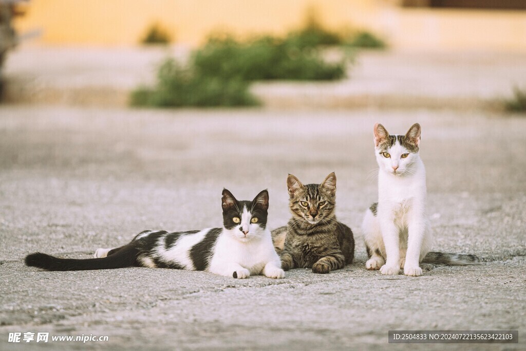 猫