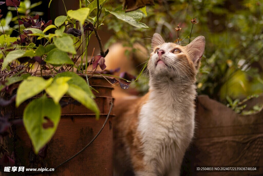 猫