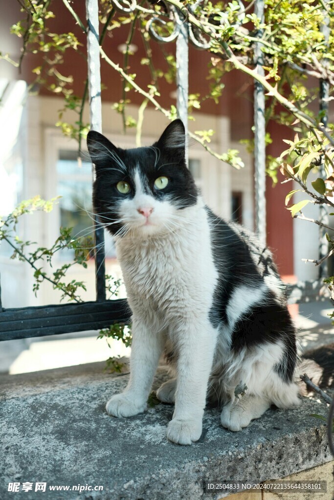 猫