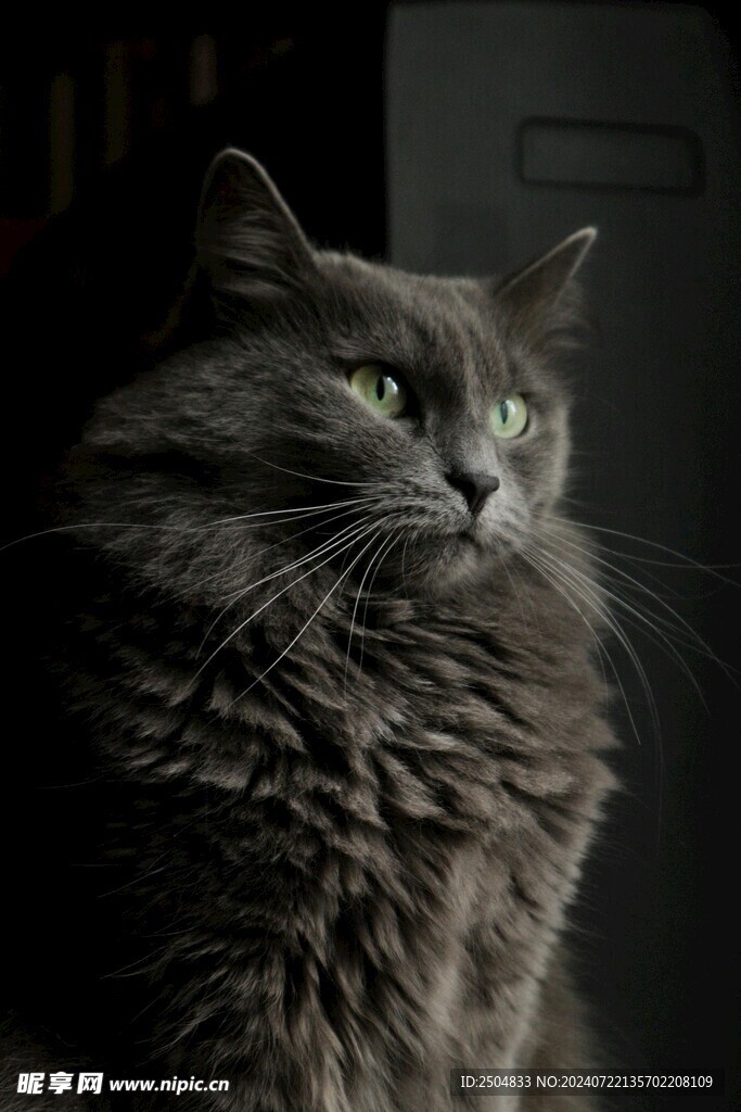 猫