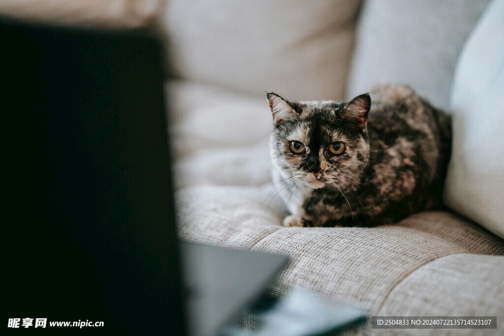 猫