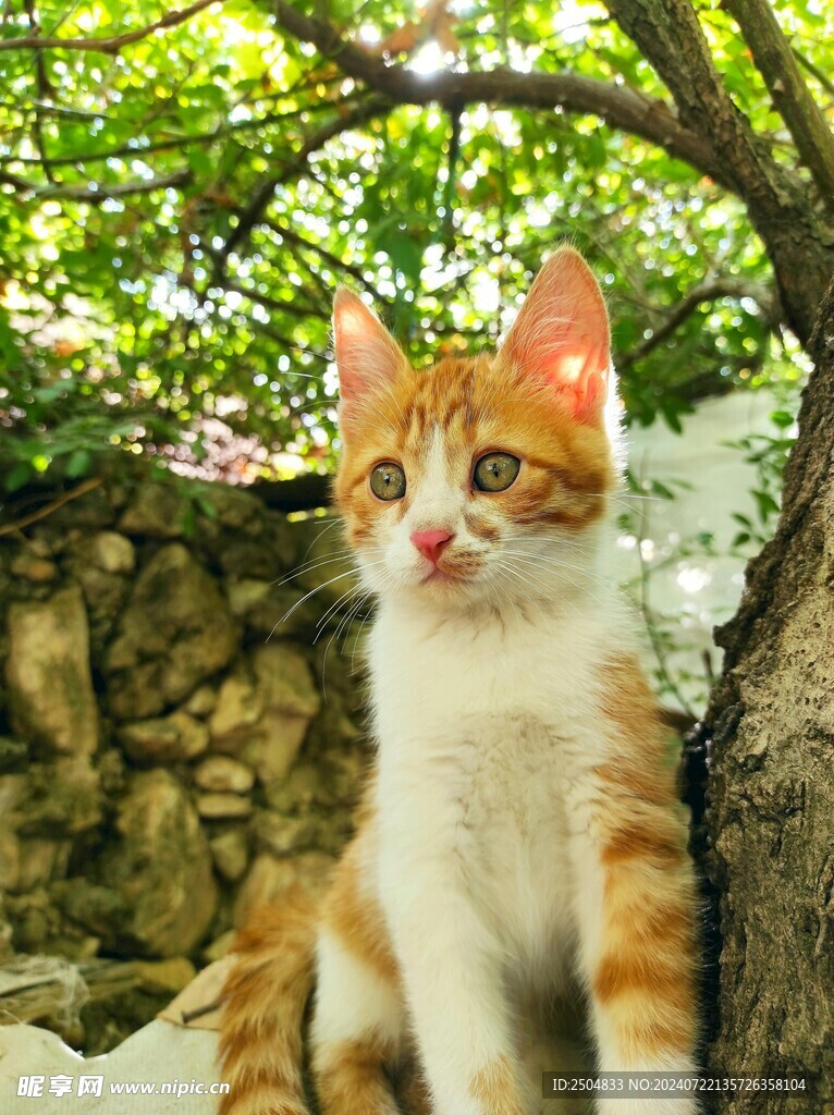 猫