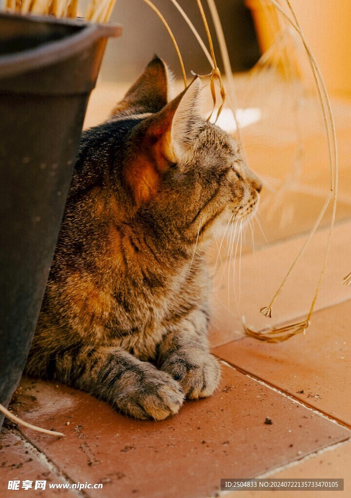 猫