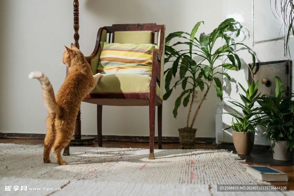 猫