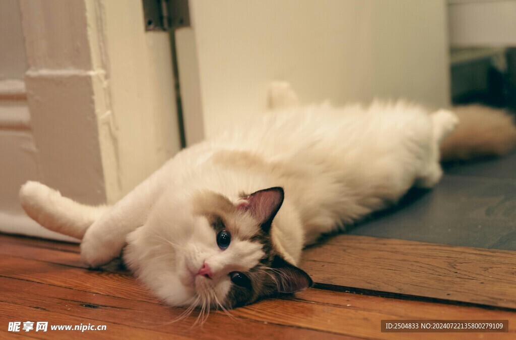 猫