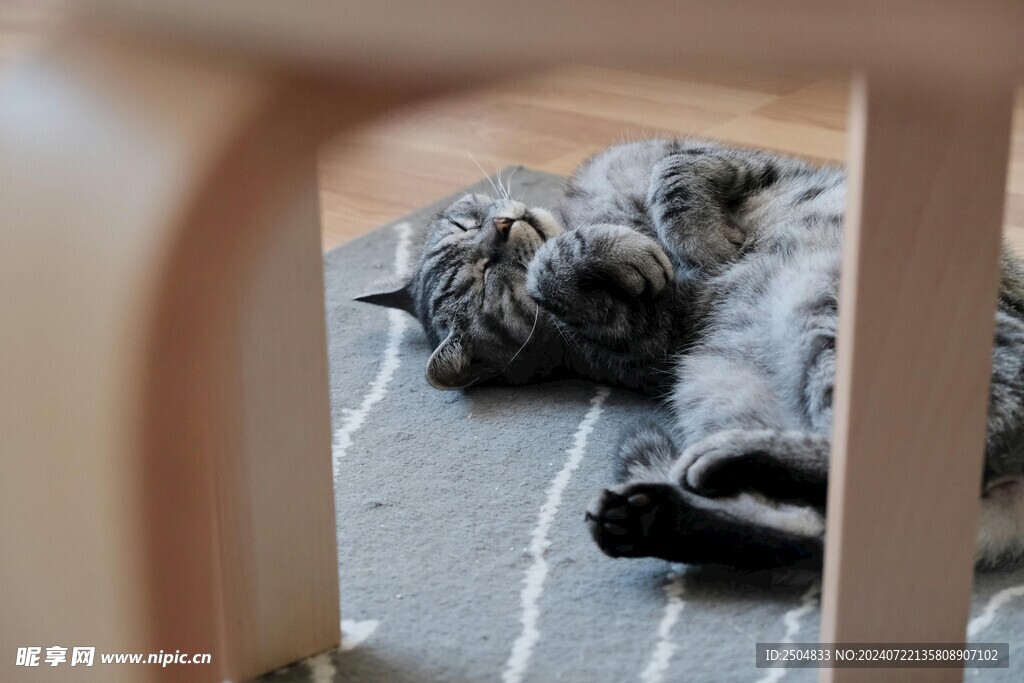 猫