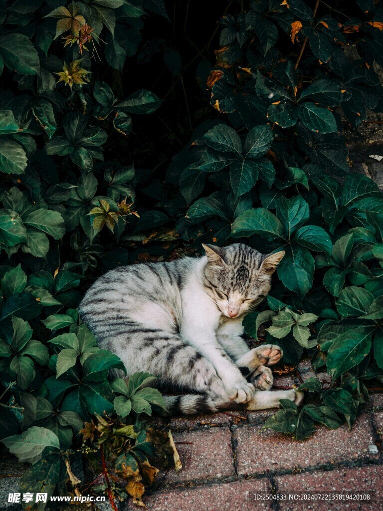 猫