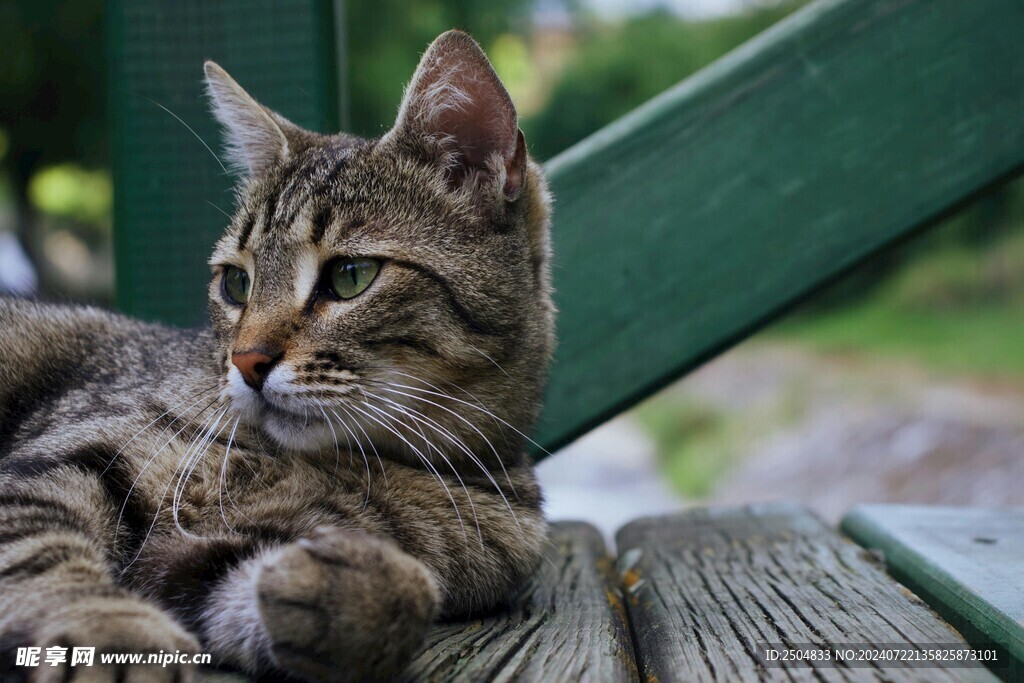 猫