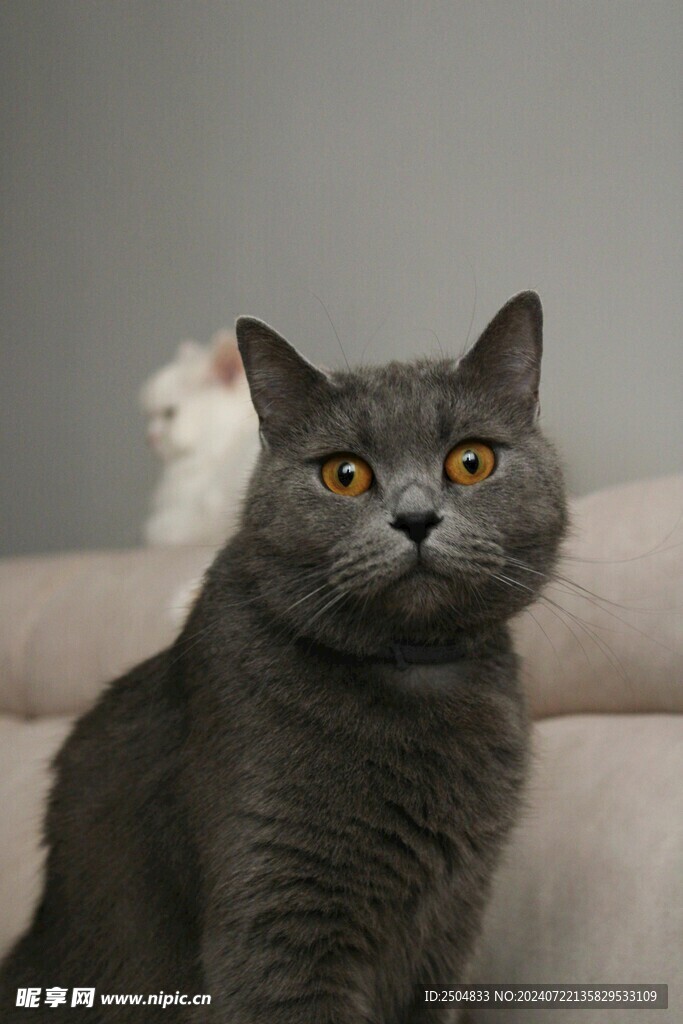 猫