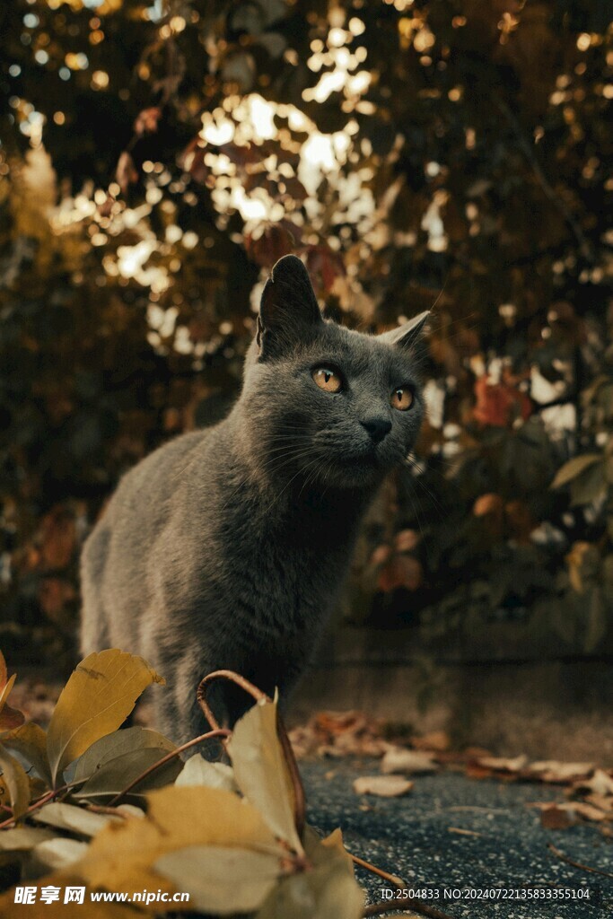 猫