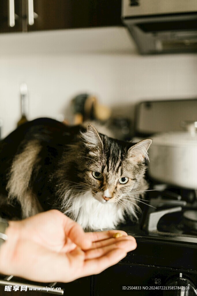 猫