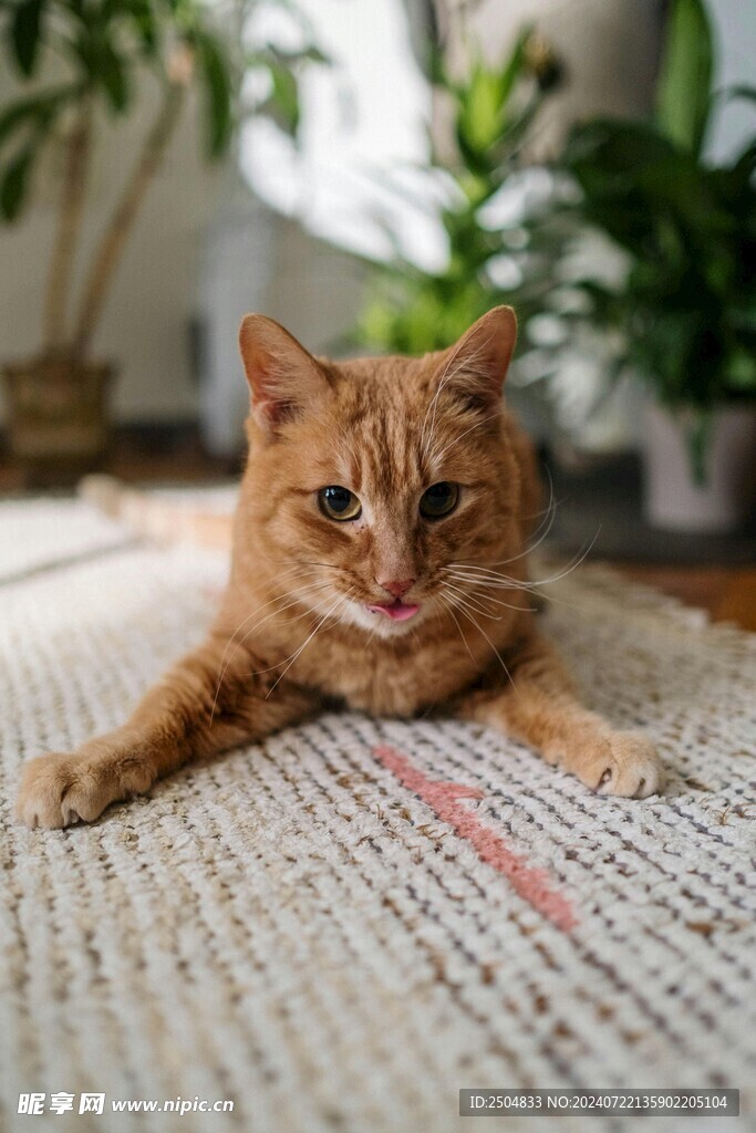 猫