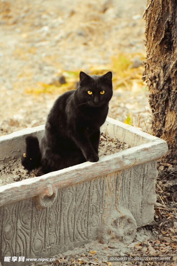 猫