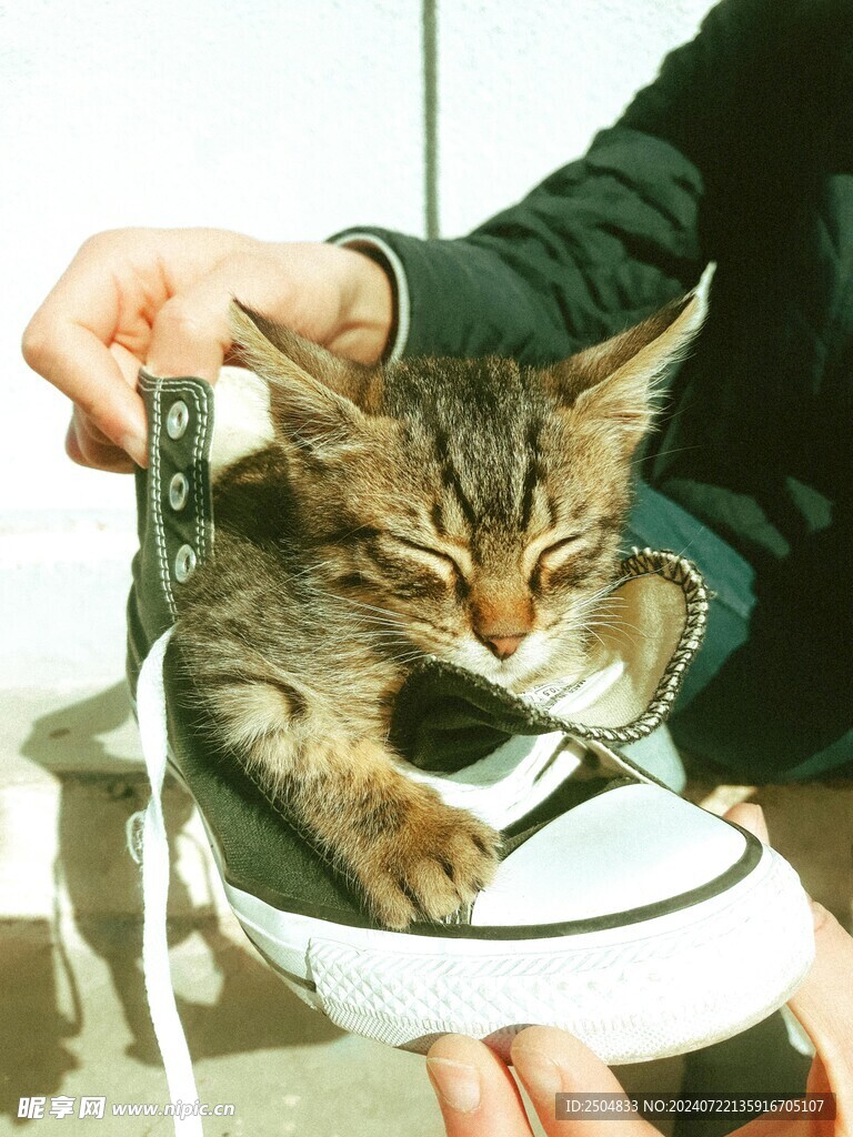 猫