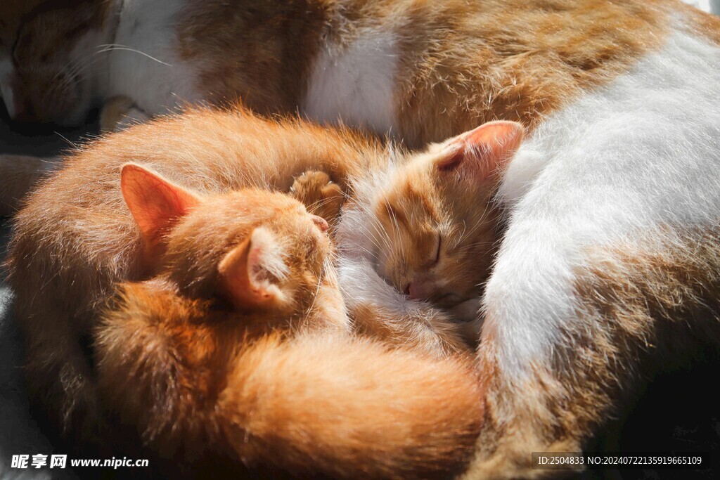 猫