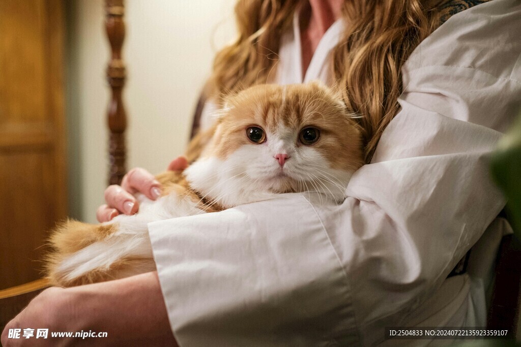 猫