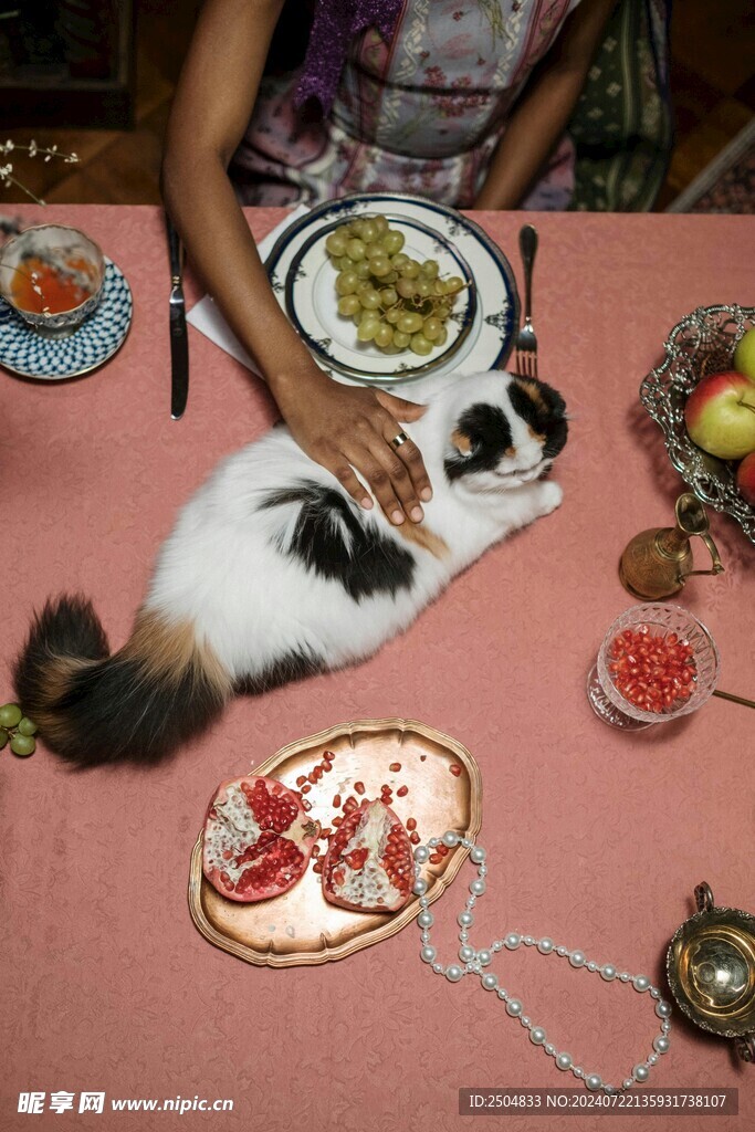 猫