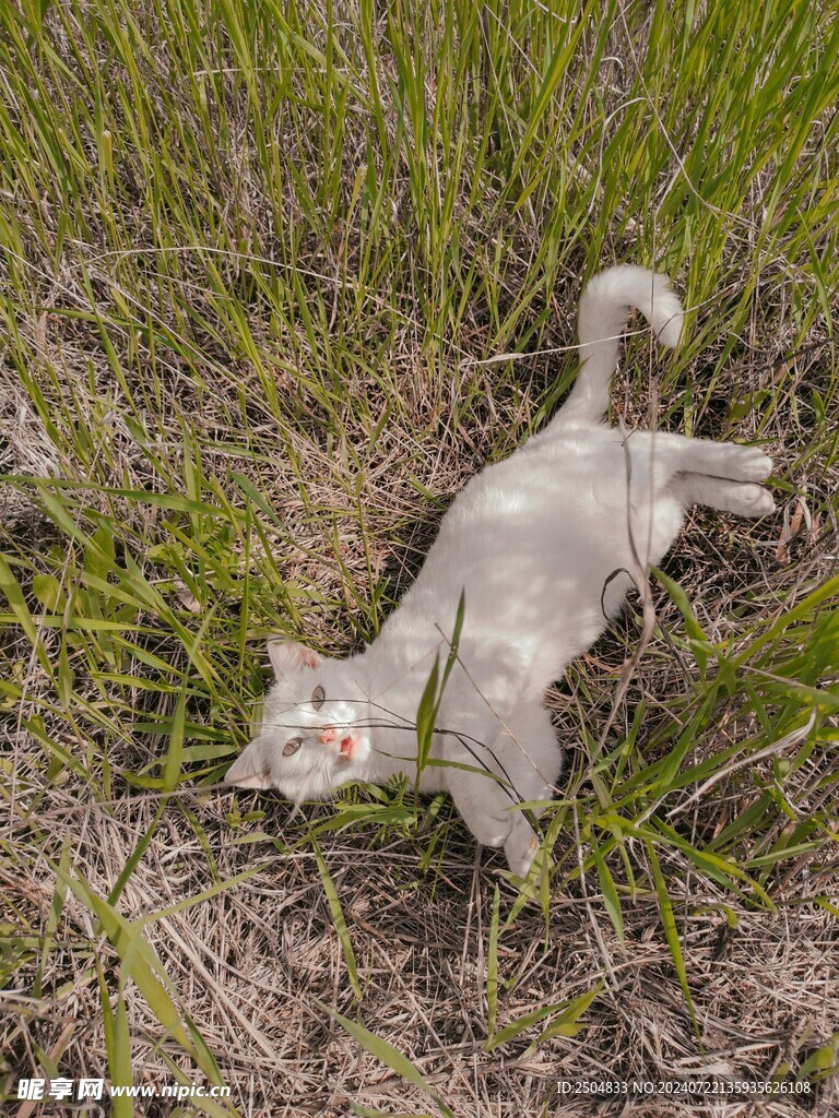 猫