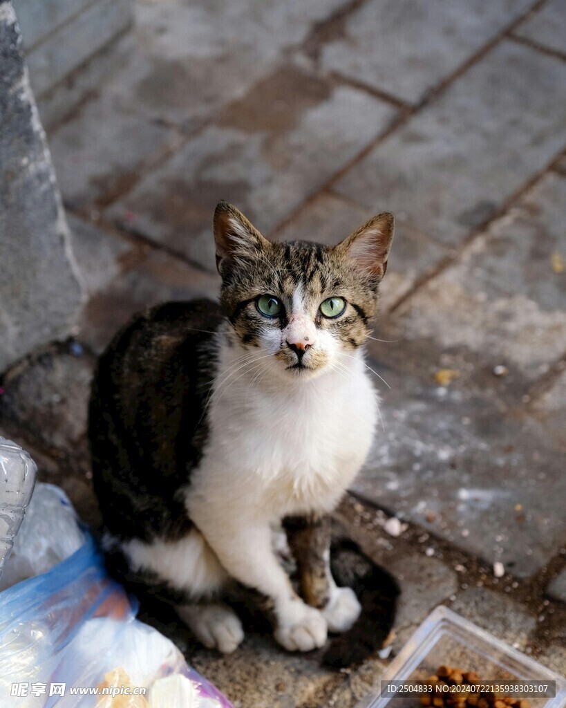 猫