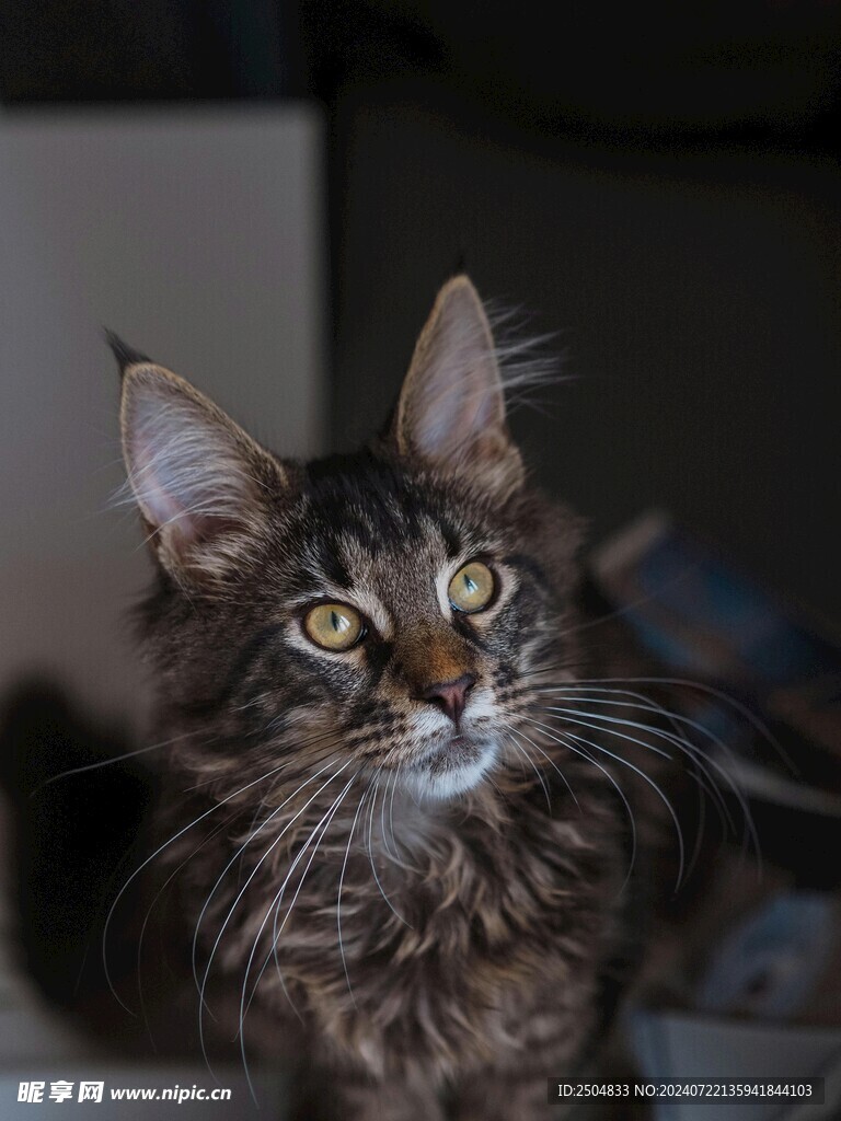 猫