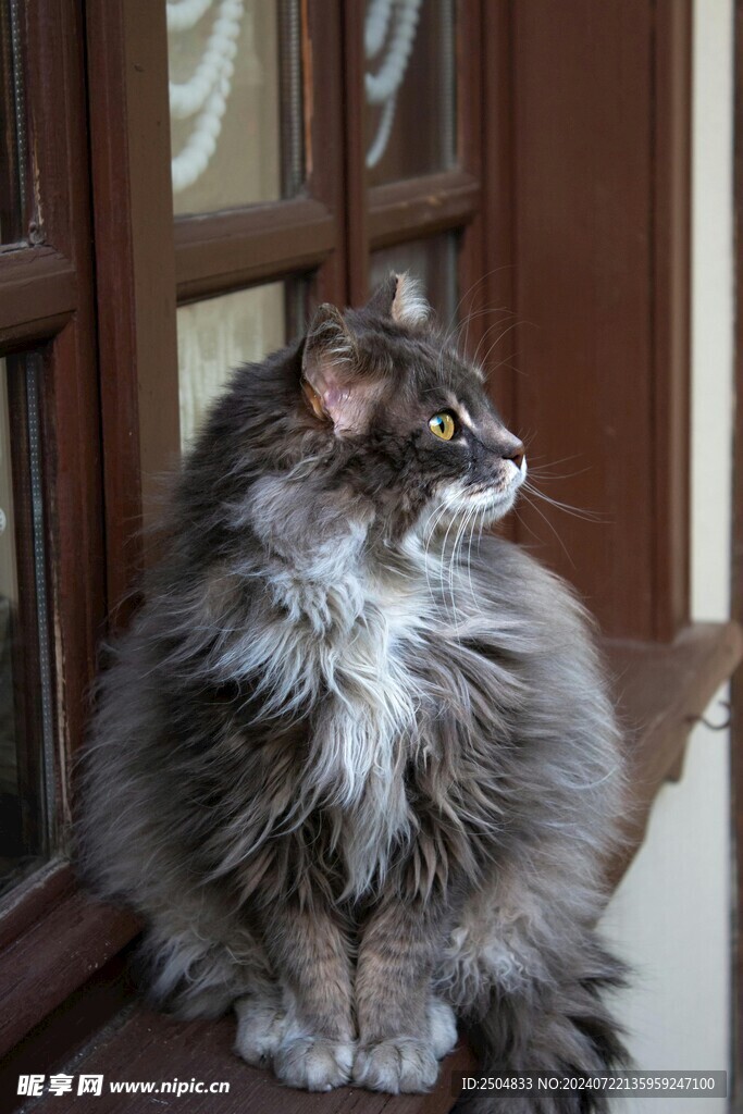 猫